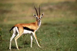 Thomsoni: Kenya, Masai Mara Game Reserve. Thomson's