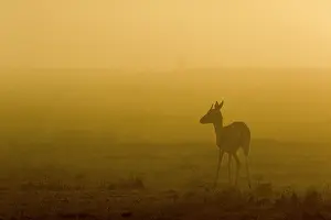 Thomsonii: Kenya, Masai-Mara game reserve, Thomson's gazella