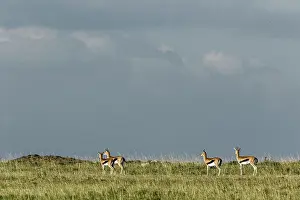 Thomsonii: Kenya, Masai-Mara game reserve, Thomson's gazella
