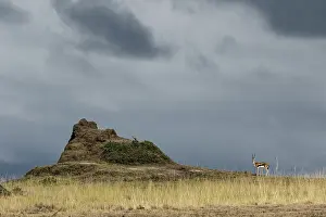 Thomsonii: Kenya, Masai-Mara game reserve, Thomson's gazella