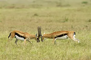 Thomsonii: Kenya, Masai-Mara game reserve, Thomson's gazella