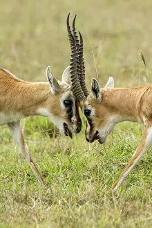 Thomsonii: Kenya, Masai-Mara game reserve, Thomson's gazella