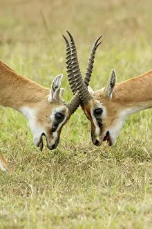 Thomsonii: Kenya, Masai-Mara game reserve, Thomson's gazella