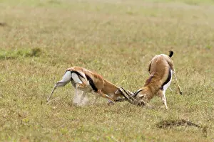 Thomsonii: Kenya, Masai-Mara game reserve, Thomson's gazella