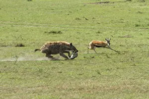 Specific: Kenya, Masai-Mara game reserve, Thomson's gazella