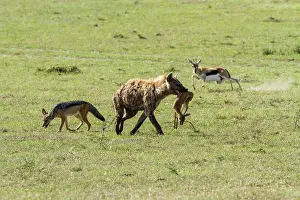 Jackal: Kenya, Masai-Mara game reserve, Thomson's gazella