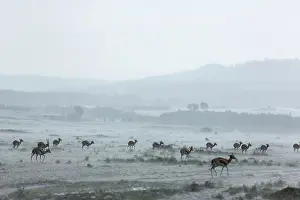 Liquid: Kenya, Masai-Mara game reserve, Thomson's gazella