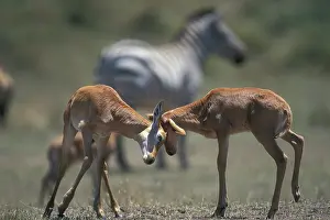 Butt: Kenya, Masai Mara Game Reserve, Topi antelope