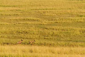 Topi: Kenya, Masai-Mara game reserve, topi (Damaliscus
