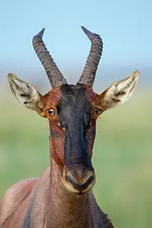Topi: Kenya, Masai-Mara game reserve, topi (Damaliscus