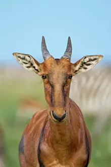 Topi: Kenya, Masai-Mara game reserve, topi (Damaliscus