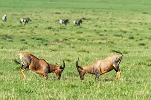 Topi: Kenya, Masai-Mara game reserve, topi (Damaliscus