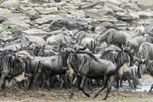 Topi: Kenya, Masai-Mara game reserve, topi (Damaliscus