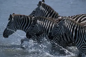 Fittest: Kenya, Masai Mara Game Reserve, Vast Herd