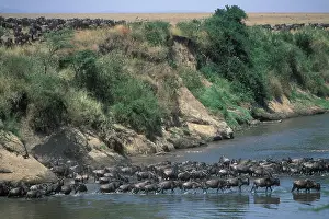Numbers: Kenya, Masai Mara Game Reserve, Vast herd