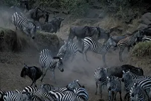 Numbers: Kenya, Masai Mara Game Reserve, Vast Herds