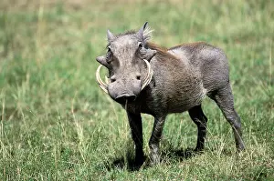 Aethiopicus: Kenya, Masai Mara Game Reserve. Warthog