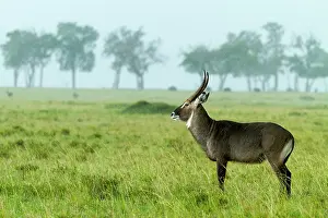 Liquid: Kenya, Masai-Mara game reserve, waterbuck (Kobus