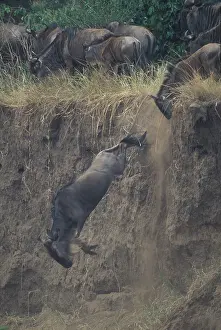 Fittest: Kenya, Masai Mara Game Reserve, Wildebeest