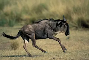 Kicking: Kenya, Masai Mara Game Reserve, Wildebeest