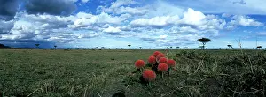 Start: Kenya, Masai Mara Game Reserve. Wildflowers