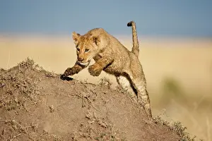 Surprise: Kenya, Masai Mara Game Reserve. Young Lion