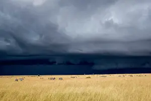Boehmi: Kenya, Masai-Mara game reserve, zebras in the plains