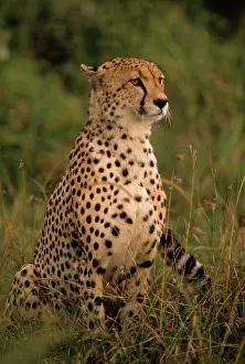 Stare: Kenya: Masai Mara, head of mating cheetah