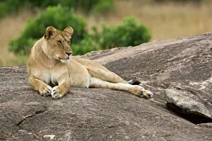 Lincoln: Kenya, Masai Mara. Lioness resting on boulder