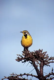 Croceus: Kenya. Masai Mara, Longclaw (Macronyx croceus)