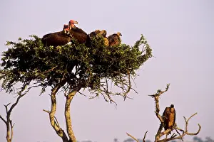 Treetop: Kenya. Masai Mara National Reserve
