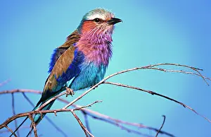 Williams: Kenya, Masai Mara National Reserve. Close-up