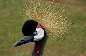 Williams: Kenya, Masai Mara National Reserve. Crowned