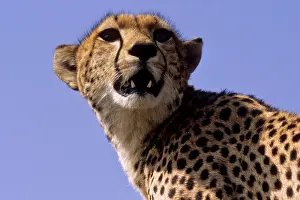 Conservancy: Kenya, Masai Mara National Reserve. Female