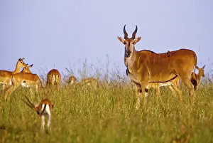 Eland: Kenya, Masai Mara National Reserve. Herd