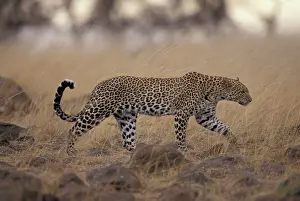 Serval: Kenya, Masai Mara National Reserve, Leopard