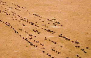Relocate: Kenya, Masai Mara National Reserve, Mara