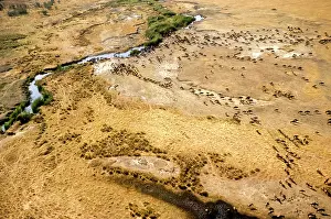Conservancy: Kenya: Masai Mara National Reserve, Mara