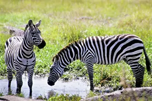 Burchell: Kenya, Masai Mara National Reserve. Pair