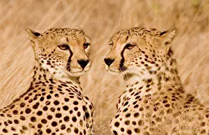 Williams: Kenya, Masai Mara National Reserve. Portrait