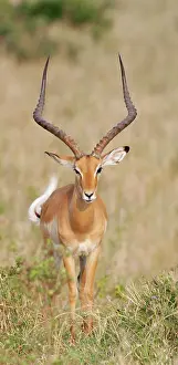 Morris: Kenya, Masai Mara National Wildlife Reserve