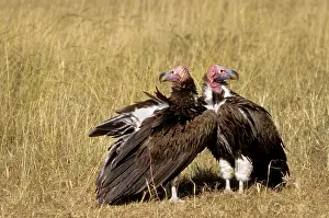 Lappet: Kenya. Masai Mara. Pair of Lappet-faced