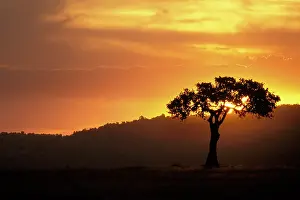Grall: Kenya, Masai Mara Reserve. Acacia tree silhouetted