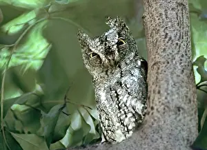 Welling: Kenya, Masai Mara Reserve. Close-up of Scops