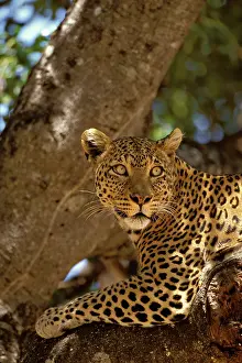 Grall: Kenya, Masai Mara Reserve. Leopard lounges