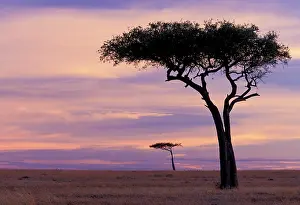 Foster: Kenya, Masai Mara. Sunrise on the plains