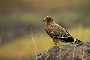 Rapax: Kenya, Masai Mara. Tawny Eagle (Aquila rapax)