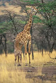 Mama: Kenya, Masai Mara, Three-day-old giraffe