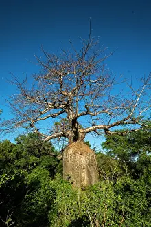 Adansonia: Kenya, Meru national park, baobab