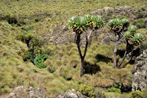 Senecio: Kenya: Mt Kenya, Timau Track, Dendro senecio